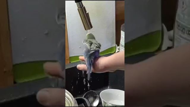 попугай Гоша🥰