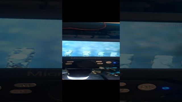 Золотые Контакты Под Микроскопом #shorts