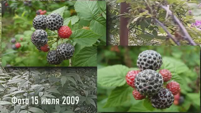 Чёрная малина