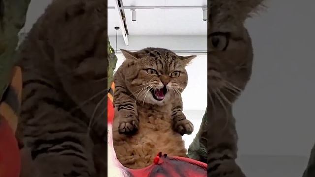 Котозавр или котзилла?