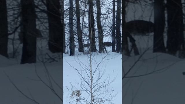 Кабаны " Казакларовские".