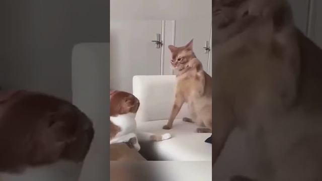 ЛАЙФХАК 👆 Смешные котики и собачки