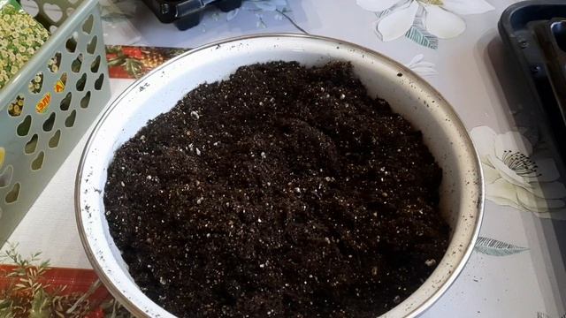 Сеем петунию в январе