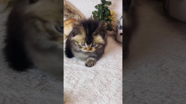 Mercedes - малыш манчкин супермини ❤️
https://vk.com/okcats_40
Inst: @okcats_40