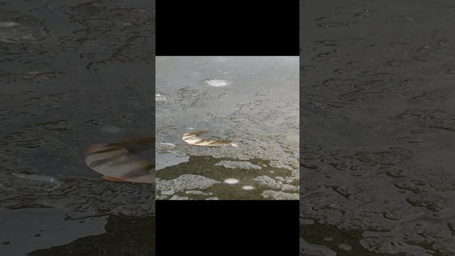 Зимняя рыбалка окунь из-подо льда.