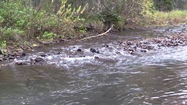 Осенняя рыбалка. Хариус и бобровая плотина.