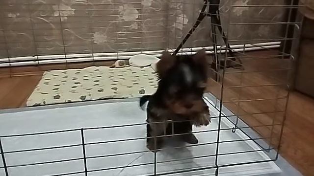 Щенок йоркширского терьера