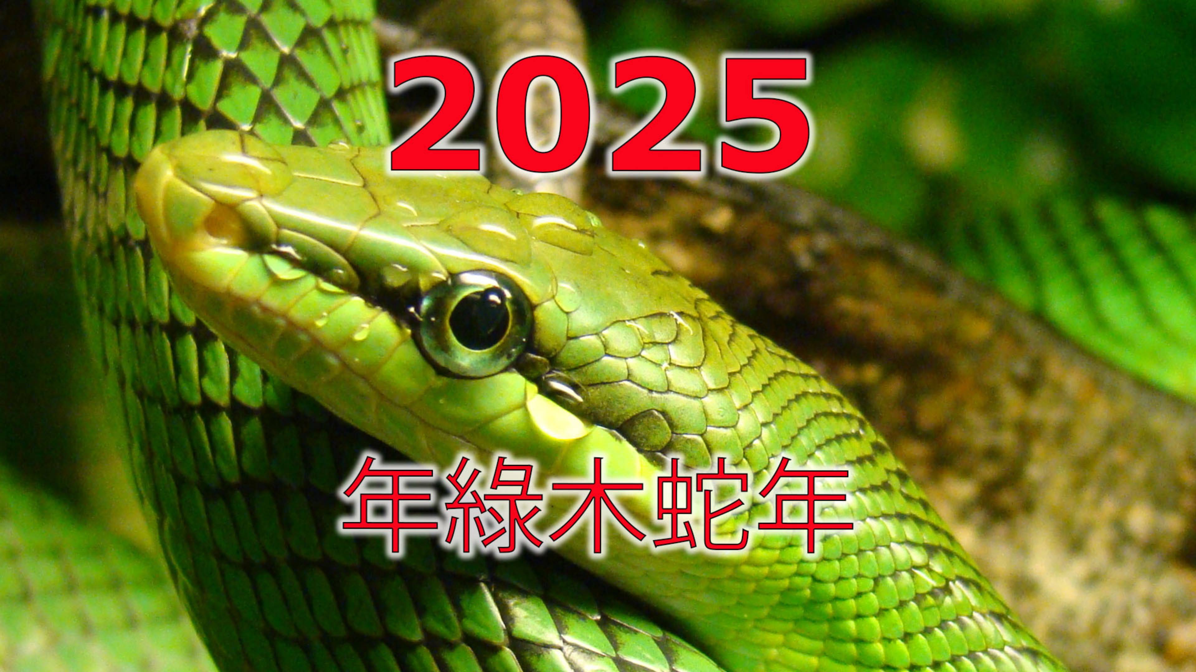 С новым 2025 годом!