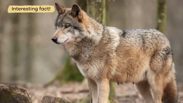 Wolves for Kids  Learn fun facts about this unique mammal