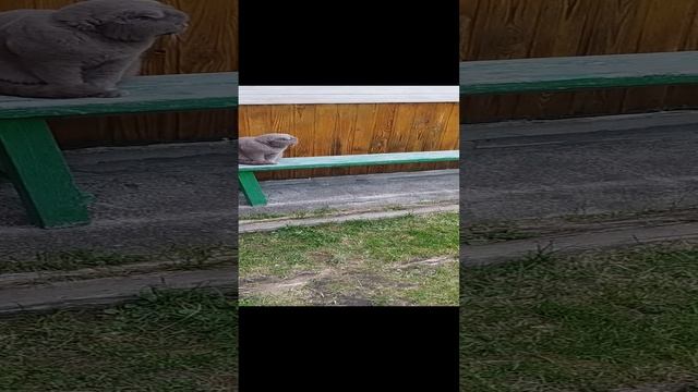 Лето, дача, три чихуахуа и кошка Боня