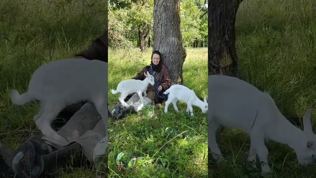 Летние козлята.