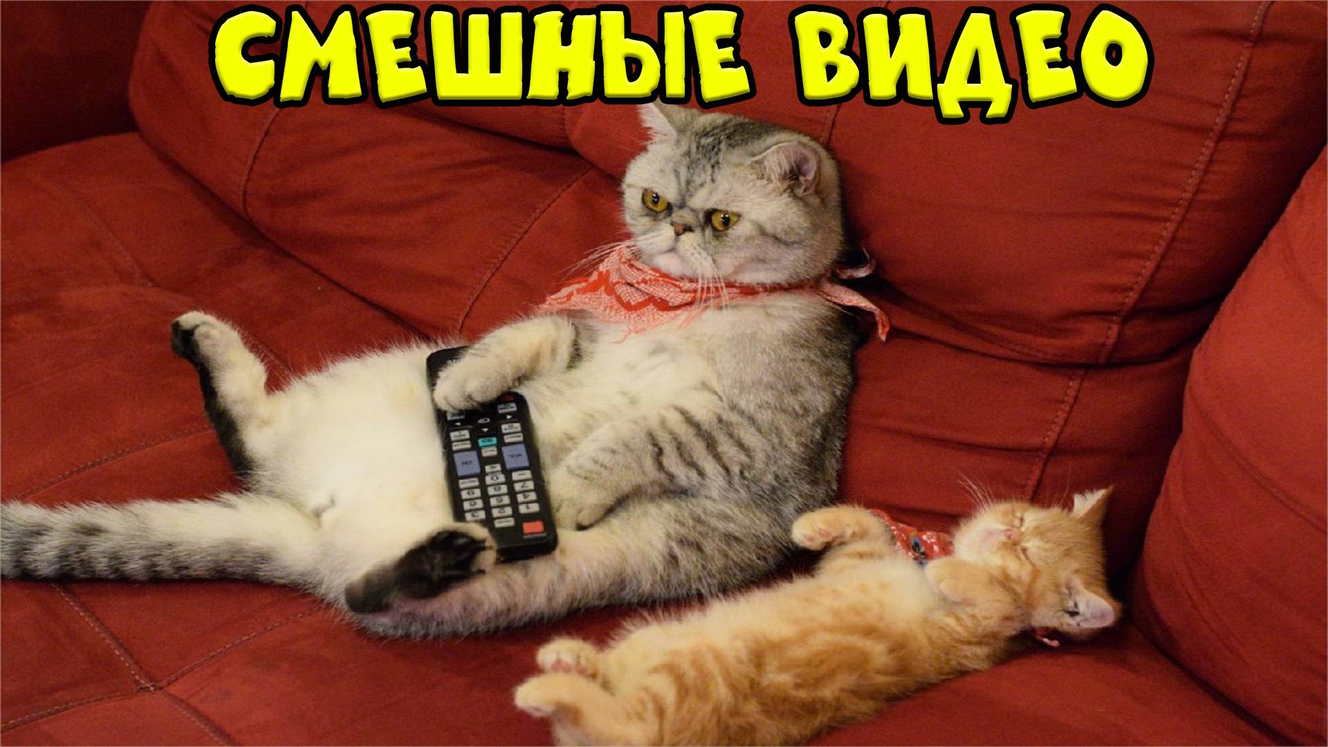 Лучшие Приколы с Котами За Неделю ! С ОЗВУЧКОЙ!! Смешные коты! - Самые смешные животные! ДО СЛЕЗ!