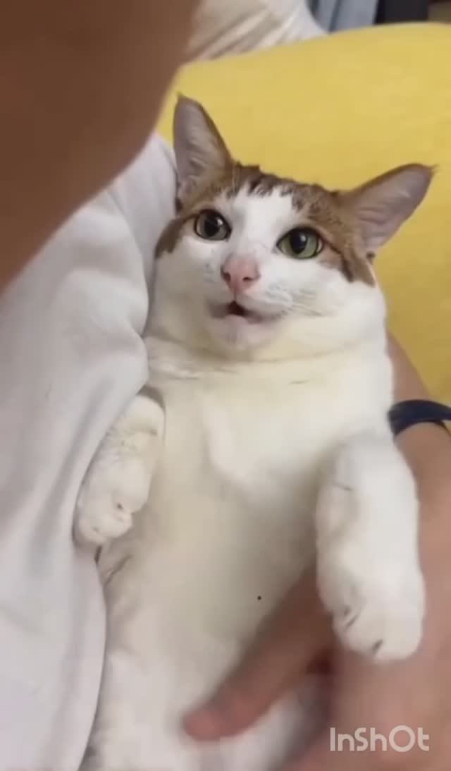 🥳 Новогодние КоТ"о" настроение 😺