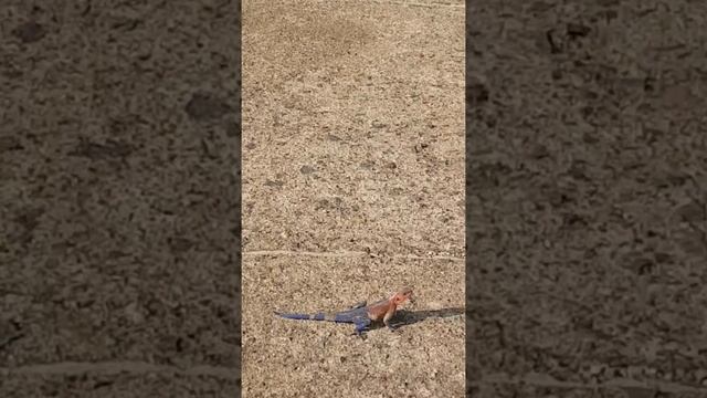 Agama Lizard Mating Chase