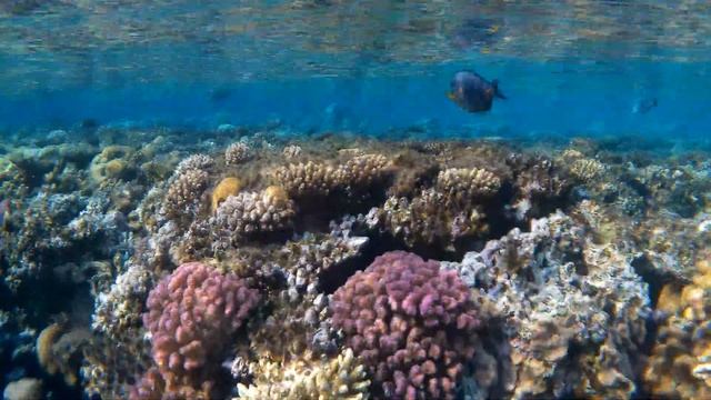 Под красной водой 2 319 Рыба Хирург, Acanthurus sohal и Рыба Собака, Pufferfish Dreams Beach