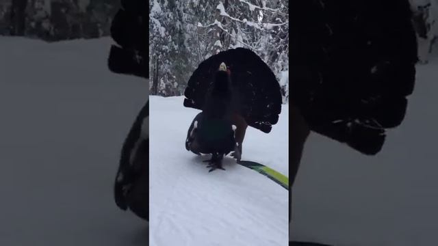 Ural caring capercaillie.mp4