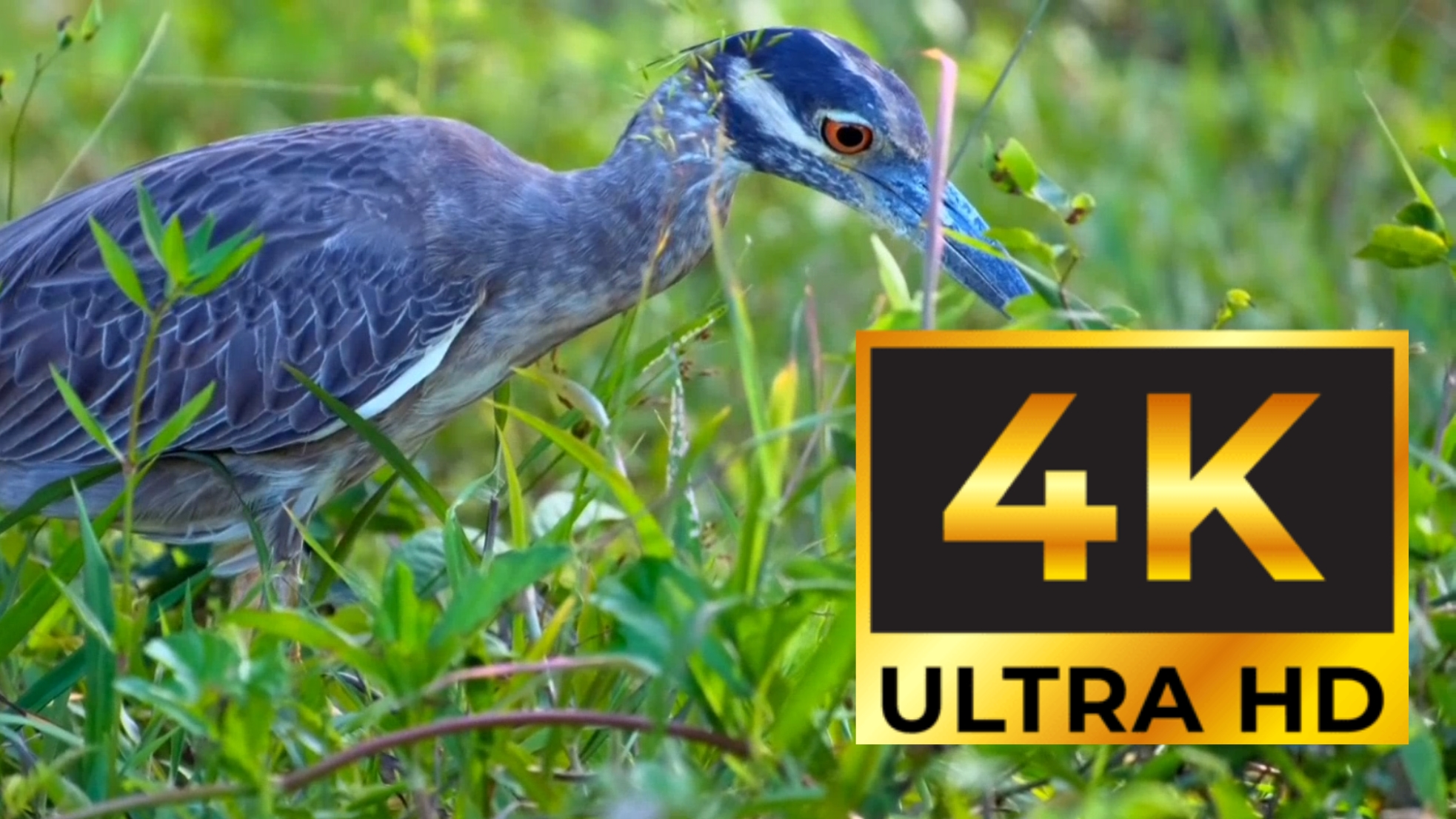 4K ultra HD 60FPS