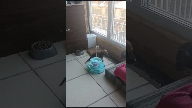 Таксеныш и игрушка