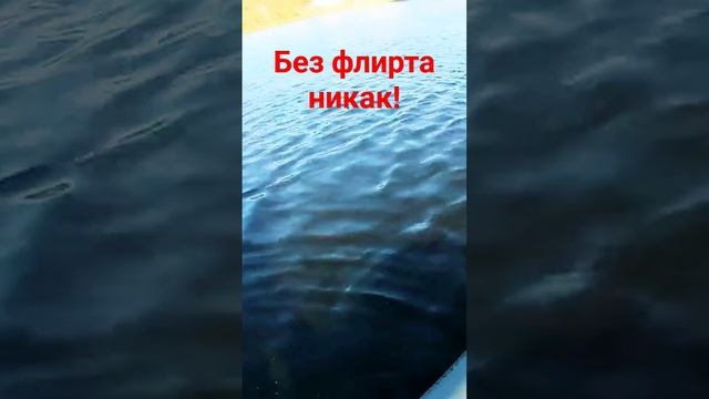 #shorts Флиртуем со щукой...