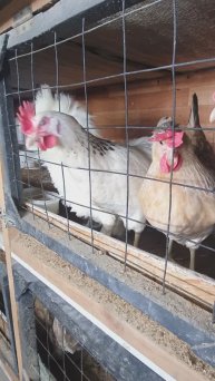 #куры #куры_несушки