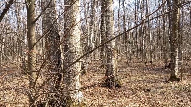 Весенний лес