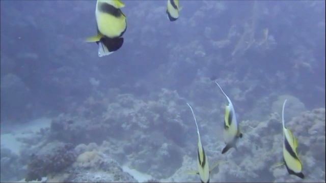 Дайвинг - Сафари Сэр Джонс - Север Красного Моря - Египет - Часть Первая - 2009
