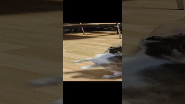 Малыш чихуахуа