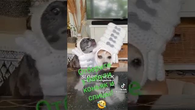 бабушка сшила своим собакам костюмы