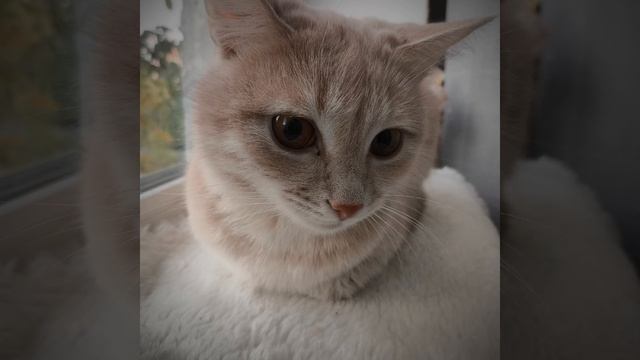 котик😺