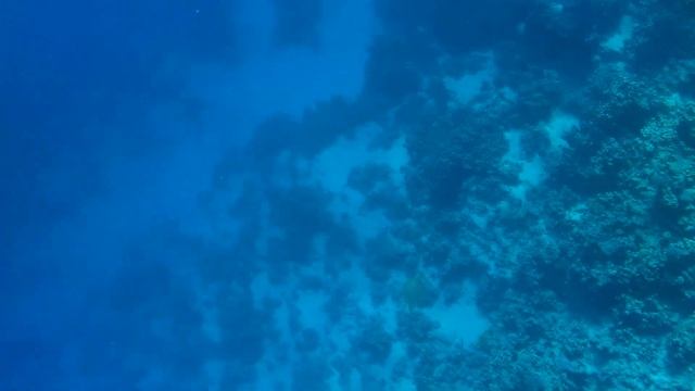 Под красной водой 2 413 Черепаха / Turtle Коралловый риф Dreams Beach Resort