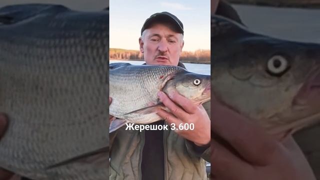 #shorts   Жерешок на Ито Шайнер - 3.600!
