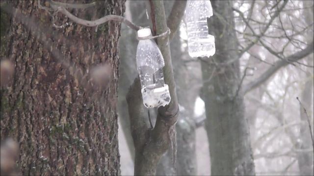 Гаичка у кормушки, наблюдение птиц в Великом Новгороде, 2 января 2025