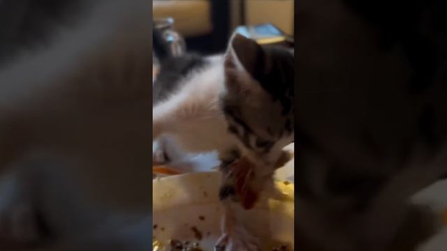 Не трогай мой кусочек!