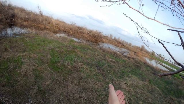 Вечерняя охота на селезня