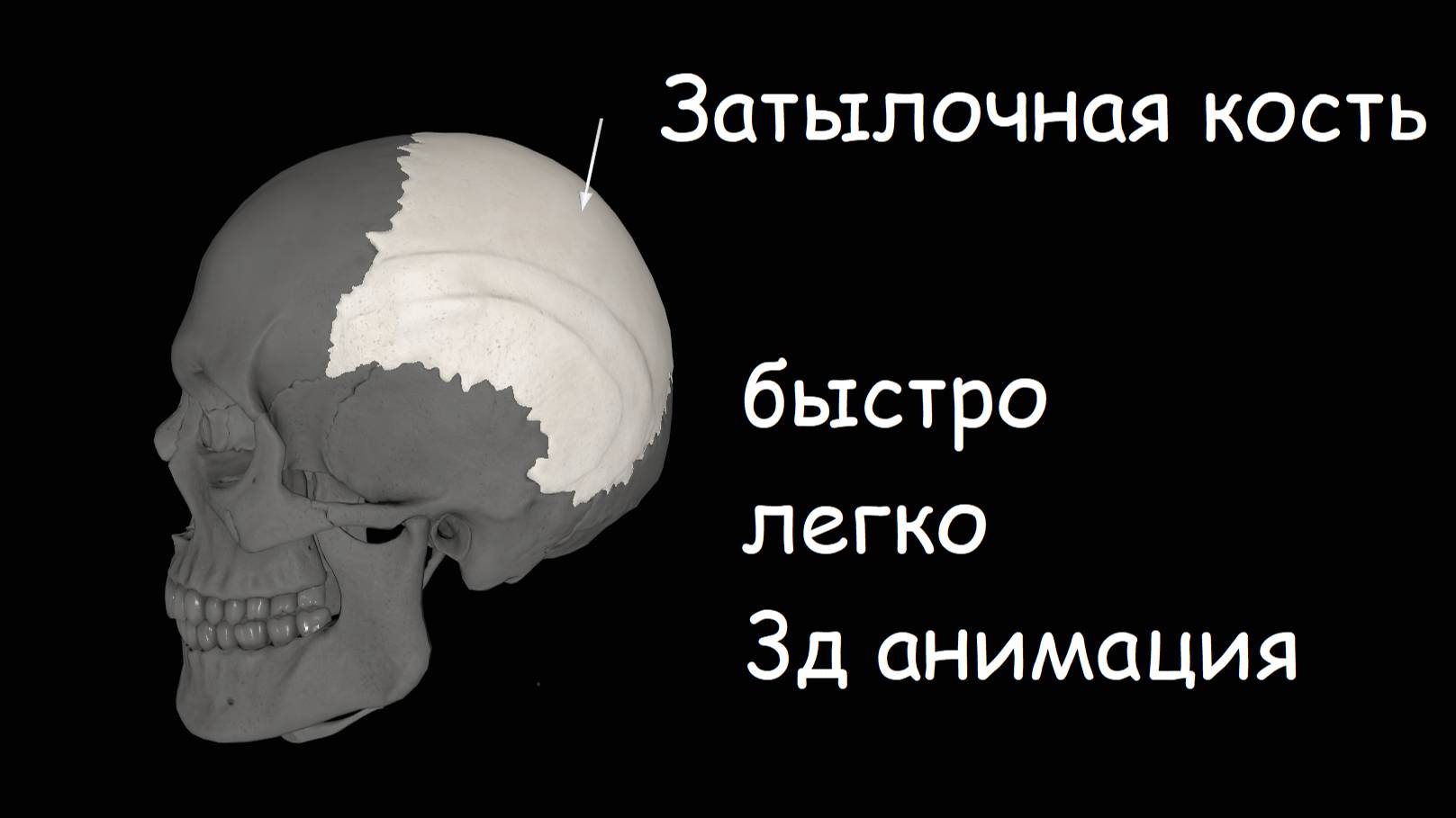 СТРОЕНИЕ ЗАТЫЛОЧНОЙ КОСТИ НАГЛЯДНО В 3Д