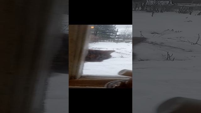 Киса Сима 🐈⬛🐈🐈⬛🐈просится домой.