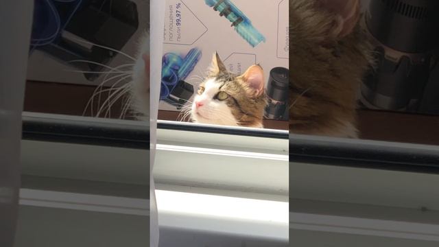 Фунтик вникает в пение кота Симбы