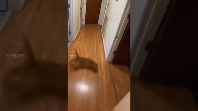 Милый котик дрифтит #кот #любовь #смешно.mp4