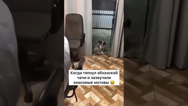 🤣Новогодние собачьи  пляски 🔥