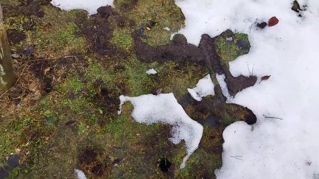 Барьерная защита дерева после зимы №4, следы мышей.