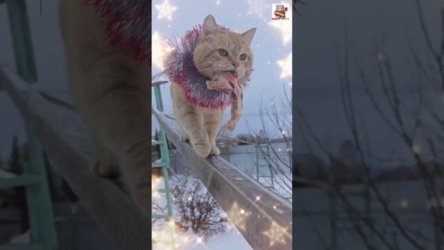 Рыжуля поблагодарил Евгению за подарок 🙏🎁❤️ и поздравил Баксика с Новым годом 🎄🥩🐶