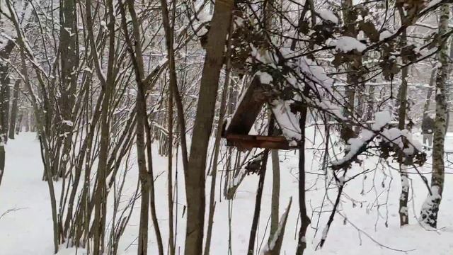 Первая в новом 2025 году лыжная прогулка по заказнику "Тёплый Стан"