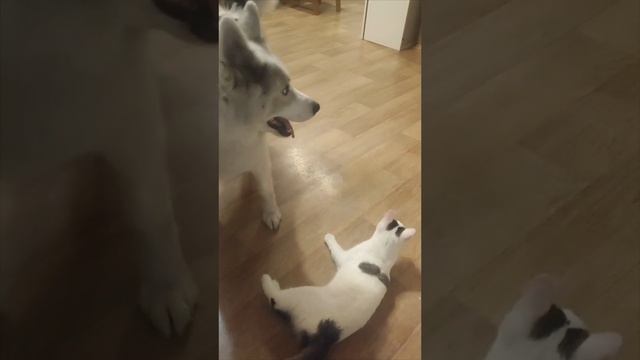 первое видео на RUTUBE