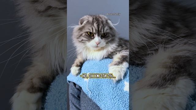 Домашняя кошечка