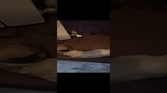 3365.mp4