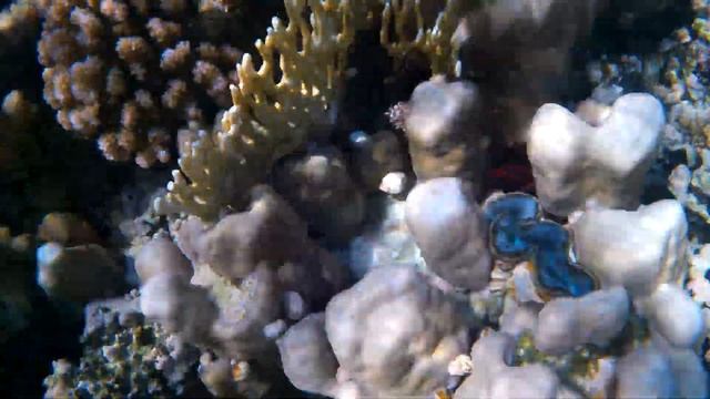 Под красной водой 2 346 Коралловый риф  Шарм-Эль-Шейх, Тауэр Бэй, октябрь 2023