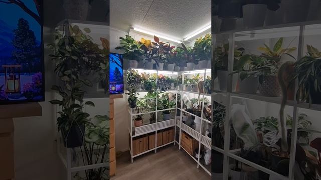 Моя преЭлесть  #top #plants #растения #цветы #обзор #garden #сад #homegardens