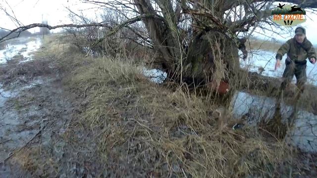 Убежала подсадная утка на охоте