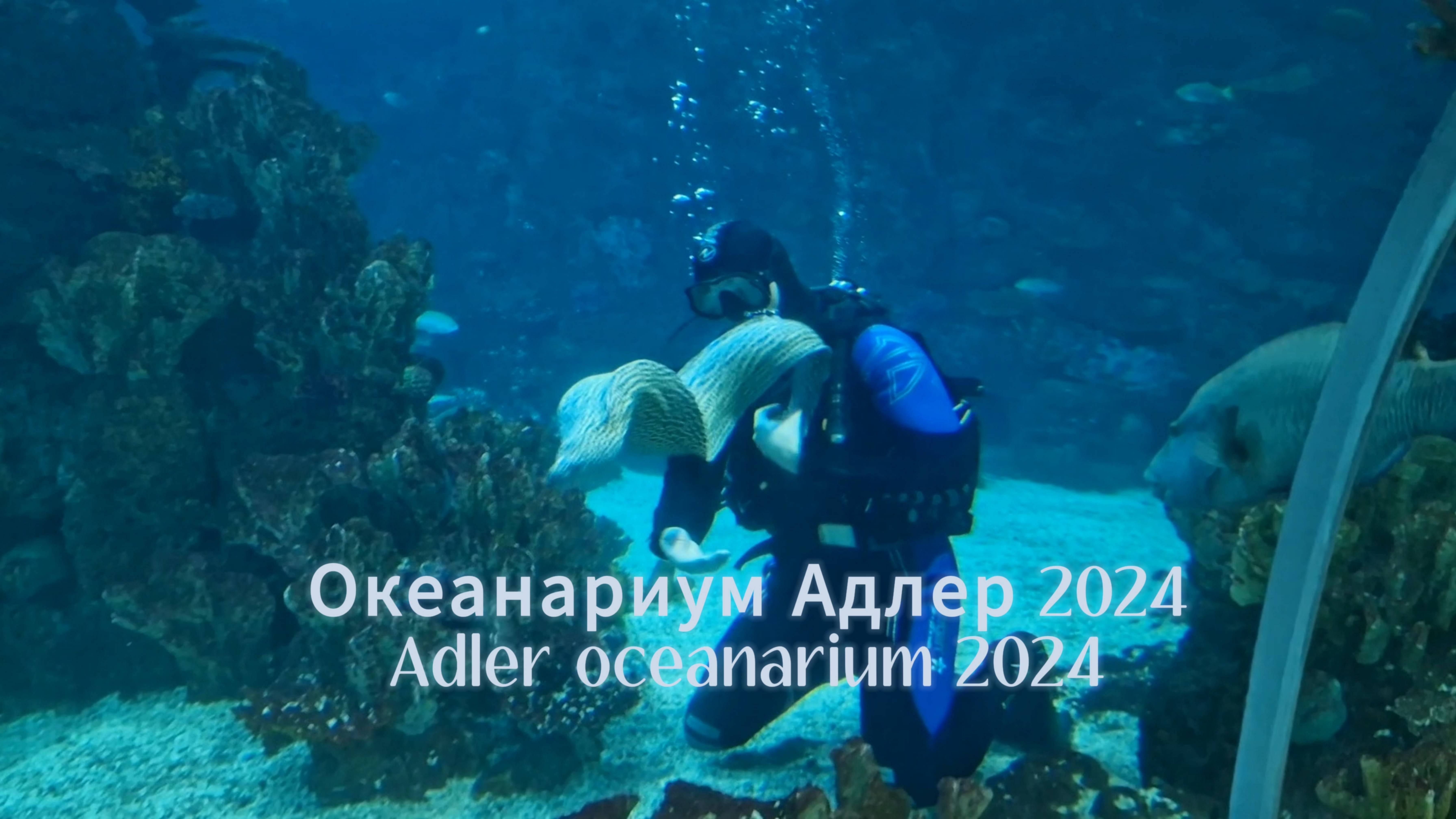 Океанариум Адлер 2024