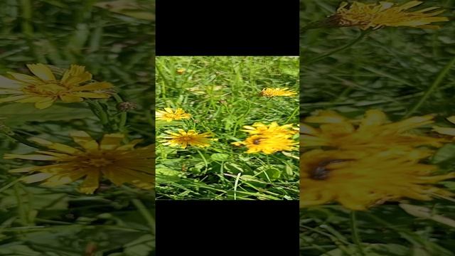Лето